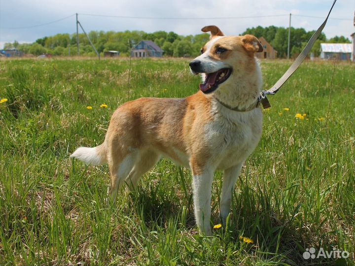 Собака на охрану и для души в добрые руки