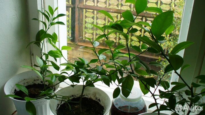 Подарок - лимон