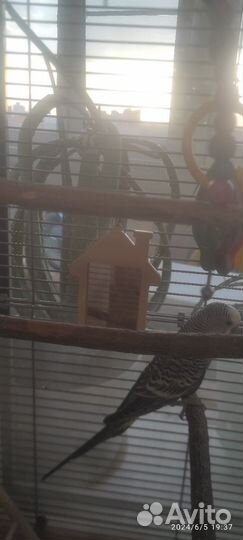 Волнистый попугай самец 1 год