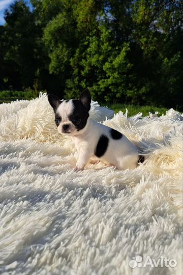 Мини эксклюзивчик