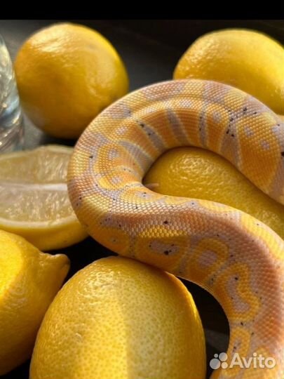 Аренда змей и собак чихуахуа для фото/видео съёмок