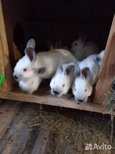 Продам кроликов