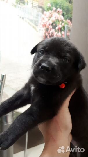 Щенки лабрадора