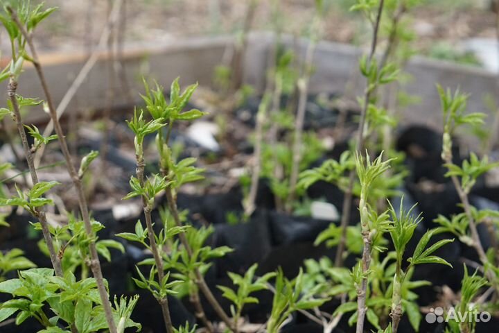 Саженцы колючих кустарников, шиповник и прочие