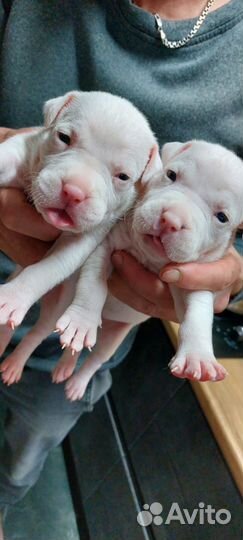 Бронь щенков