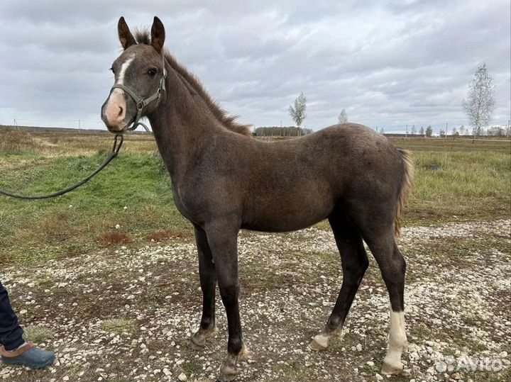 Серый жеребчик 2023