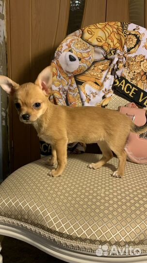 Щенки чихуахуа