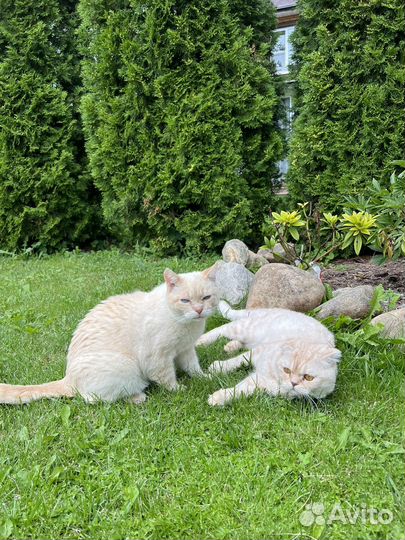 Передержка животных/зооняня