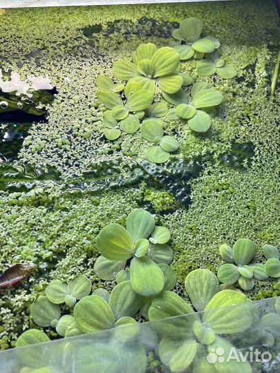 Аквариумные растения