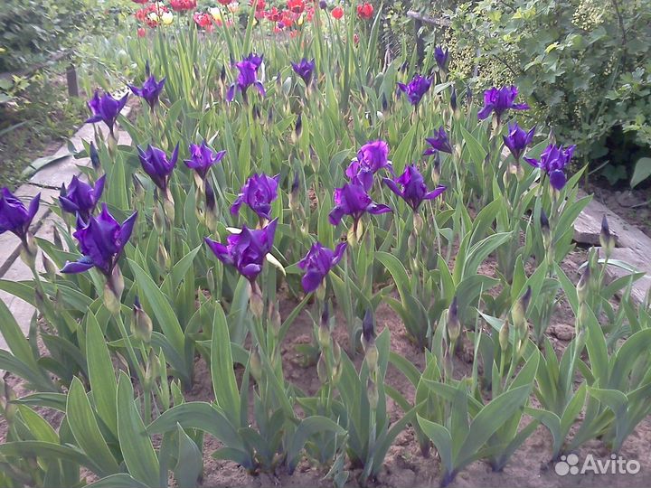 Луковицы цветов Ирисы желтые и синие