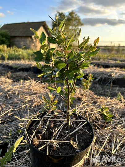 Кизильник с закрытой корневой системой