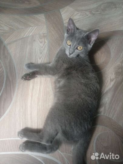 Котенок в добрые руки