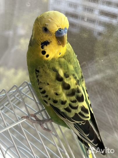 Волнистый попугай самец