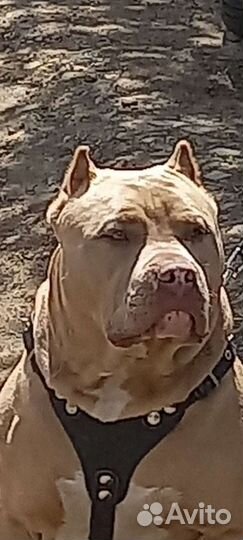 Американский булли xl вязка