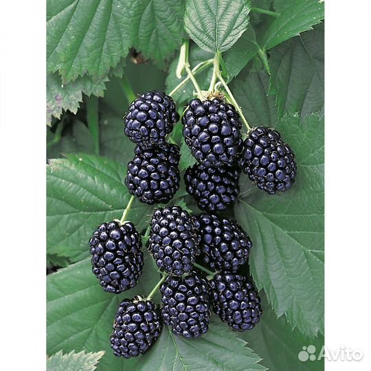 Саженци:Ежевика Вождь Джозеф, Натчез