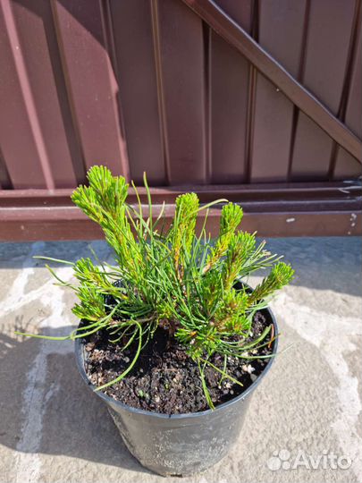 Сосна горная пумилио