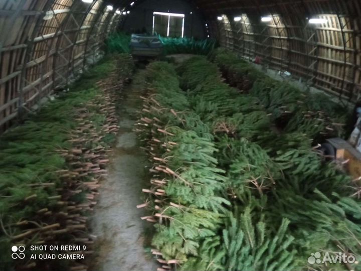 Сосна новогодняя оптом и в розницу