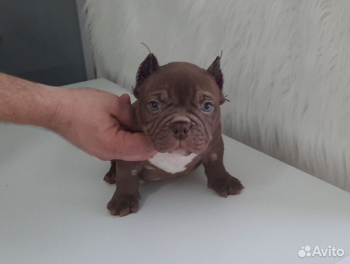 Американский булли экзот/покет