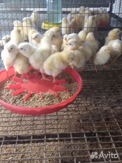 Инкубационное яйцо и циплята