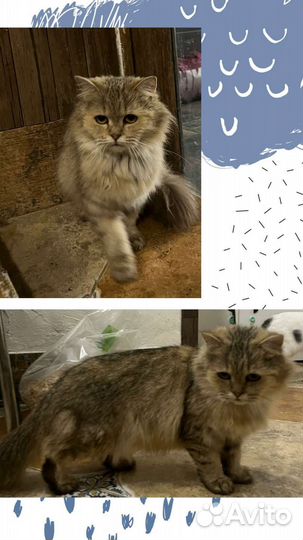 Милая кошечка