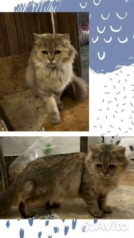 Милая кошечка