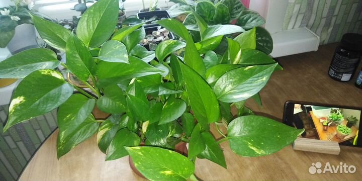 Сциндапсус золотистый