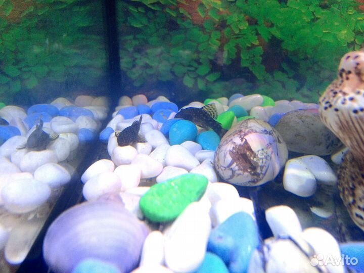 Аквариум с рыбками и освещением