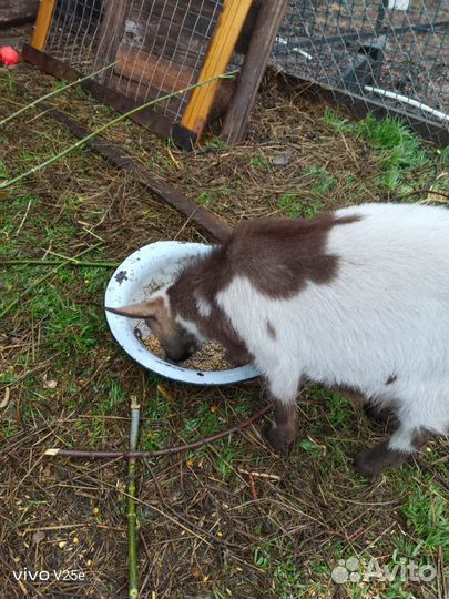 Камерунский козел