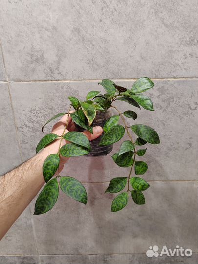 Комнатные растения (цветы)