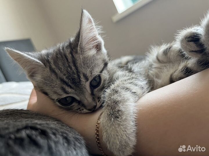 Кошечка в добрые руки