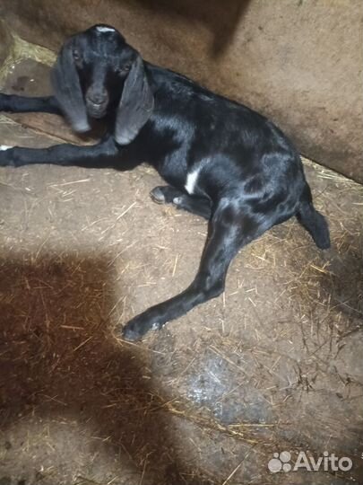 Англо нубийские козы дойные