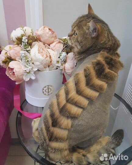 Стрижка кошек, экпресс-линька, купание для кошек