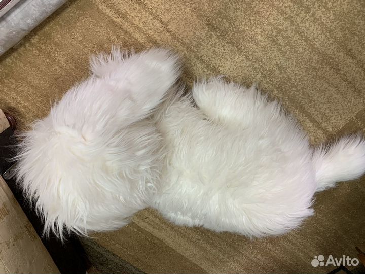 Собака новая на праздник