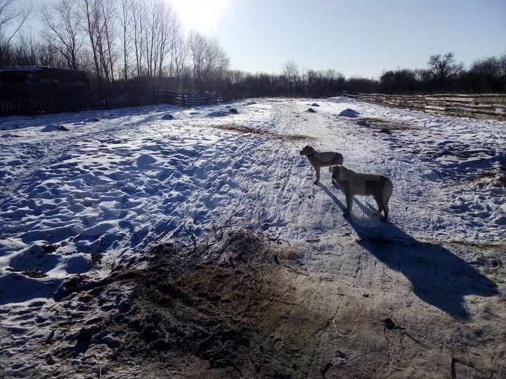 Дом 56,1 м² на участке 20 сот.