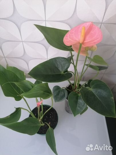 Антуриум лили и спирит деленки