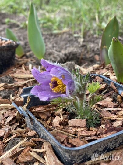Семена прострела (подснежника)