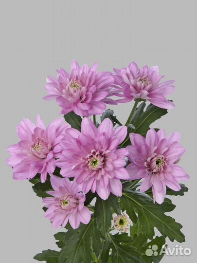 Хризантема кустовая