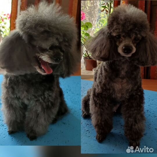 Груминг собак, кошек