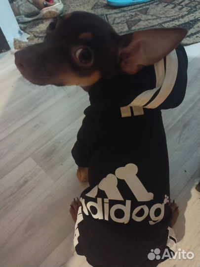 Спортивный костюм для собачки