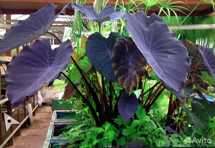 Колоказия 