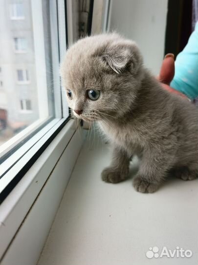 Шотландский котёнок