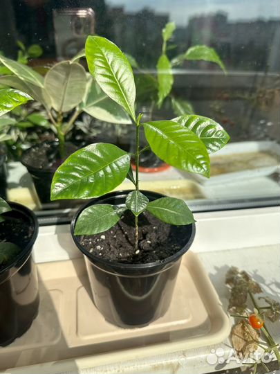 Гардения жасминовидная