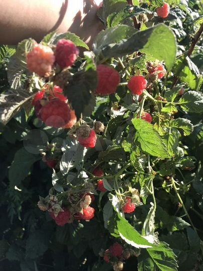 Дом 56 м² на участке 12 сот.