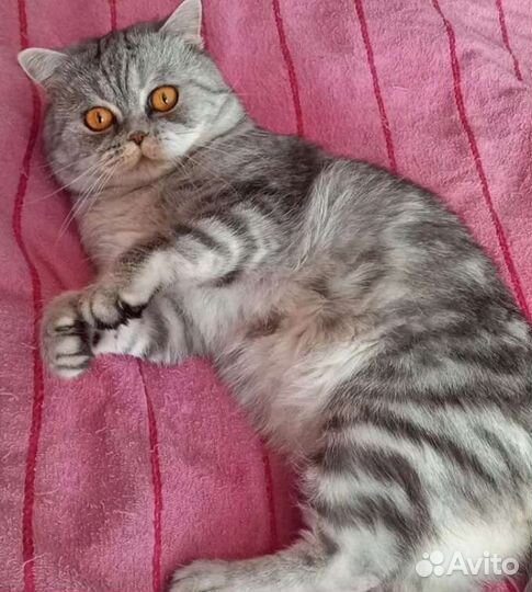 Шотланские котята