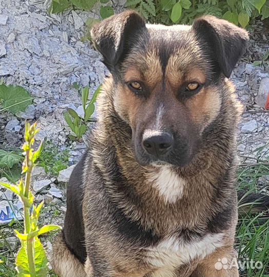 Собака в добрые руки