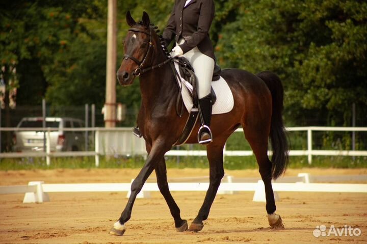 Бриджи для конного спорта Alibi equestrian