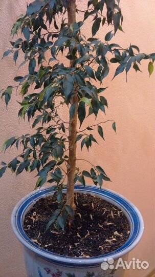 Фикус Бенджамина в горшке белой глины Китай, 2 м