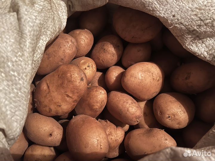 Картофель отборный доморощенный