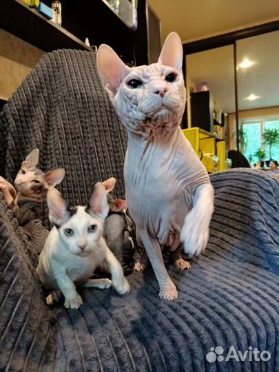 Донской сфинкс