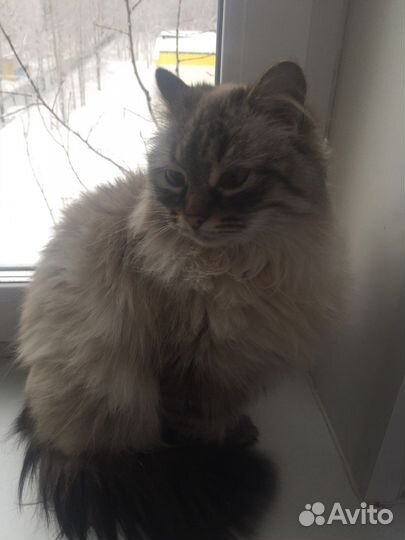 Отдам в добрые руки